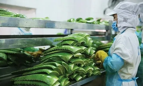 "Vua nha đam" lập kỷ lục lợi nhuận, hoàn thành 88% kế hoạch năm