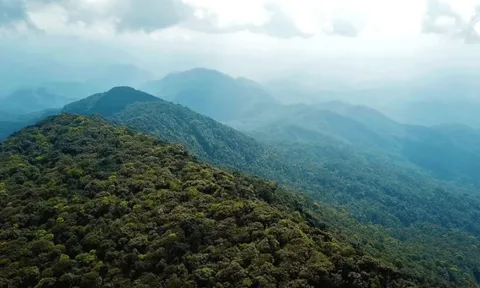 Loài vật quý hiếm lần đầu được phát hiện tại Việt Nam ở độ cao 1.000m, khiến giới khoa học toàn cầu vui mừng