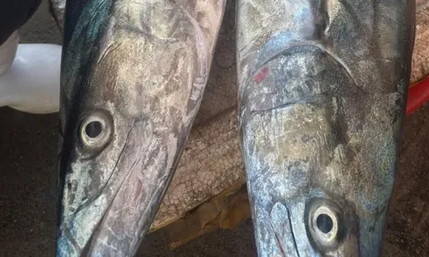 3 loại cá "tốt hơn cả cá hồi", chợ Việt bán nhiều vô kể