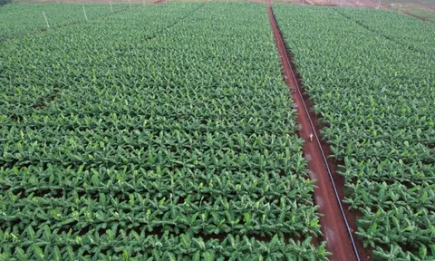 Việt Nam sở hữu “trái cây hạnh phúc” chinh phục Nhật Bản, hút mạnh thị trường Trung Quốc