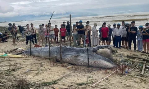 Cá ông dạt vào bờ biển là điềm tốt hay xấu? Ngư dân 40 năm đưa ra giải thích