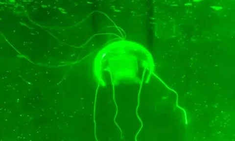 Trung Quốc phát triển robot 'tàng hình' để thăm dò vùng biển sâu