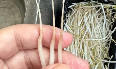 4 loại rau ở chợ thường bị “tắm thuốc” cho đẹp mắt, người bán không dám ăn, nhiều người lại thích mua