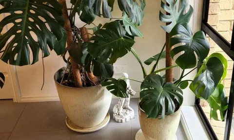 6 loại cây siêu hút ẩm, cứu nhà khỏi ẩm mốc mùa mưa