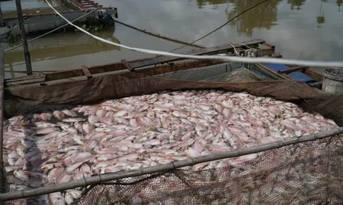 Hình ảnh cá diêu hồng chết trắng trong bè trước ngày xuất bán ở Cần Thơ