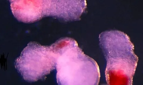 Các nhà khoa học tạo ra máu người trong phòng thí nghiệm: Bước tiến đột phá mở ra kỷ nguyên mới cho y học tái tạo