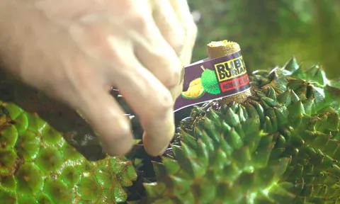 Cục Trồng trọt và Bảo vệ thực vật thông tin mới nhất về hoạt động kiểm nghiệm sầu riêng