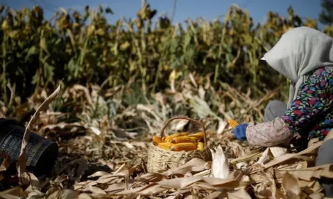 Sau đất hiếm, Trung Quốc siết xuất khẩu mặt hàng góp phần nuôi sống thế giới, làm rung chuyển thị trường lương thực toàn cầu