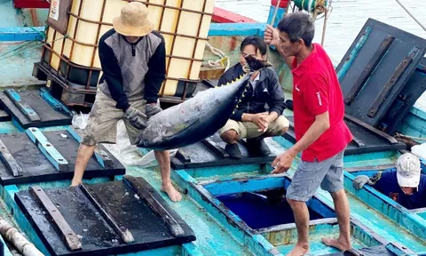 Tây Nguyên - Nam Trung Bộ: Cực tăng trưởng mới (*): Xây dựng chuỗi giá trị