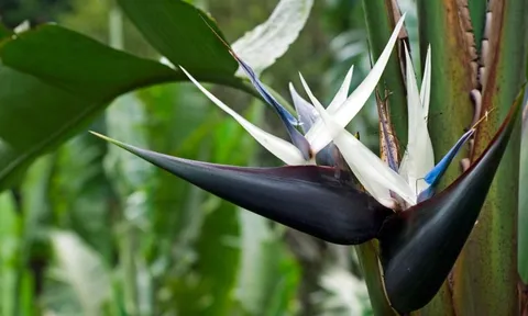 6 cây "gọi tiền" nên trồng trong năm 2026