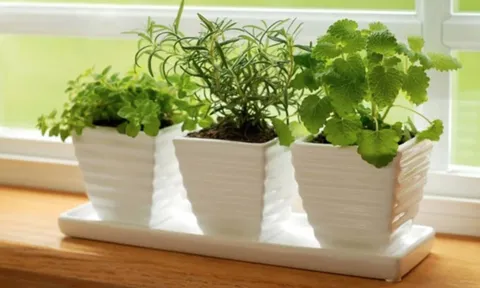 5 loại cây gia vị trong vườn vừa đuổi muỗi hiệu quả, vừa là thuốc quý: Rất dễ trồng