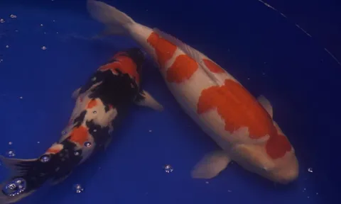 Chú cá Koi “bơi” từ Huế vào TP HCM giành ngôi vô địch