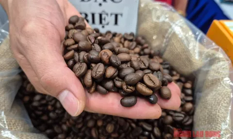 Giá cà phê hôm nay 16-11: Tuần buồn của giá cà phê