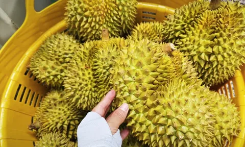 Đường dây làm giả bị lật tẩy, ngành sầu riêng mong tháo "nút thắt" về kiểm nghiệm