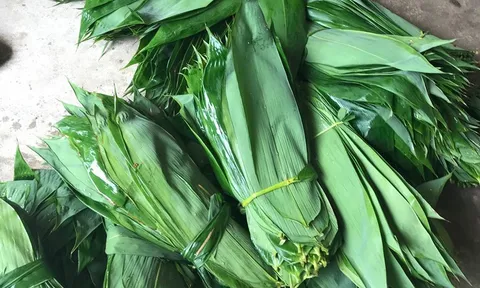 Loại lá Việt Nam từng “cho không ai lấy”, nay được Trung Quốc bao tiêu, giúp dân "hái" tiền tỷ