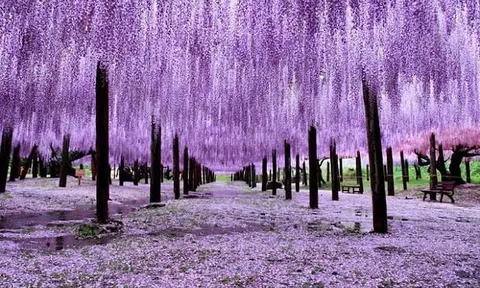 Một doanh nghiệp báo lãi gấp 15 lần cùng kỳ, cổ phiếu tăng 9 phiên trần, giá lên 150% sau 2 tháng