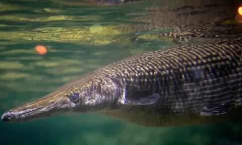 Cuba chạy đua với thời gian để cứu "báu vật thời khủng long"