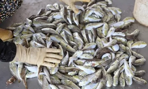 Loại cá chứa chất kịch độc khiến nhiều người rơi vào nguy kịch sau khi ăn: Cách nhận biết