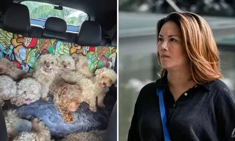 Nuôi tới 79 con chó trong nhà, người phụ nữ bị phạt hơn 400 triệu đồng