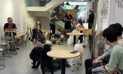 Quán cà phê thú cưng lúng túng khai báo việc nuôi chó, mèo