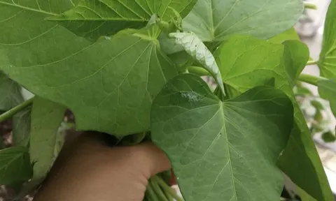 Xuất khẩu lá lạ, bất ngờ thu về 10 triệu USD