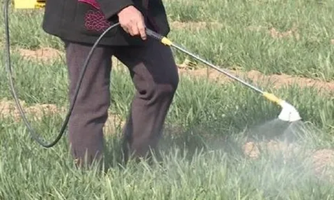 9 loại rau quen thuộc của người Việt dễ ngậm nhiều thuốc trừ sâu nhất, muốn ăn phải biết cách rửa