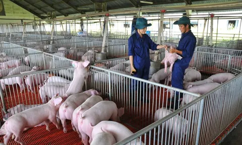 Giá heo hơi hôm nay, 16-12: Bật tăng dữ dội