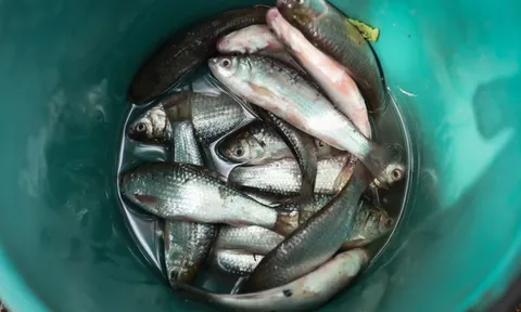 Món ăn chế biến từ cá "dẫn lối" cho ung thư: Thích tới mấy cũng phải dè chừng