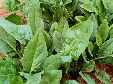 Đi chợ mùa lạnh mua rau chân vịt ngon: Nhớ nhìn lá tròn hay lá nhọn kẻo món bị sượng