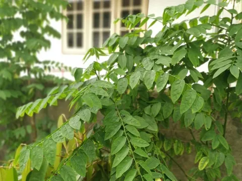 Tưởng thịt bò là “vua” sắt, hóa ra vẫn thua loại rau người Việt trồng đầy góc vườn: Hạ huyết áp, giải độc