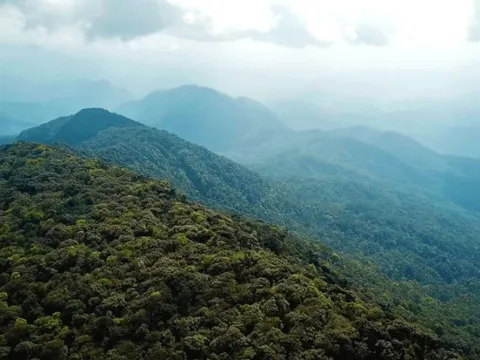 Loài vật quý hiếm lần đầu được phát hiện tại Việt Nam ở độ cao 1.000m, khiến giới khoa học toàn cầu vui mừng