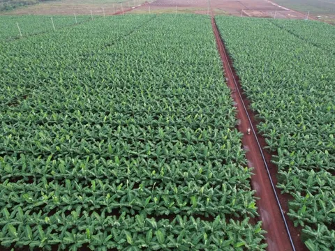 Việt Nam sở hữu “trái cây hạnh phúc” chinh phục Nhật Bản, hút mạnh thị trường Trung Quốc