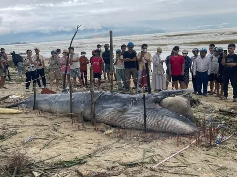 Cá ông dạt vào bờ biển là điềm tốt hay xấu? Ngư dân 40 năm đưa ra giải thích