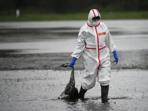 Thế giới có thể đối mặt 1 đại dịch mới từ chủng gia cầm bị bỏ qua này