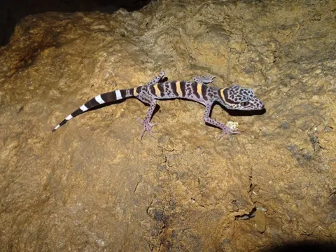 “Báu vật” quý hiếm tại Việt Nam: Thế giới chỉ 2 nước có, đứng trước bờ vực tuyệt chủng