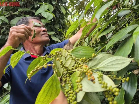 Không ít đại lý tạm ngưng thu mua tiêu và nại lý do này