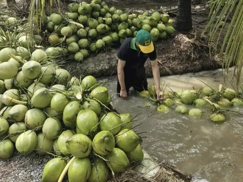 Dừa tươi rớt giá thê thảm