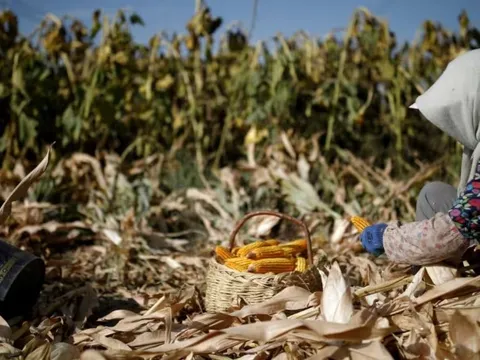 Sau đất hiếm, Trung Quốc siết xuất khẩu mặt hàng góp phần nuôi sống thế giới, làm rung chuyển thị trường lương thực toàn cầu