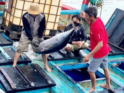 Tây Nguyên - Nam Trung Bộ: Cực tăng trưởng mới (*): Xây dựng chuỗi giá trị