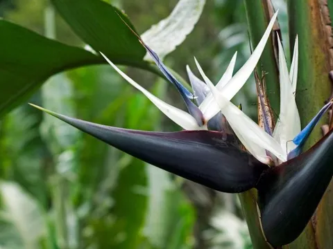 6 cây "gọi tiền" nên trồng trong năm 2026