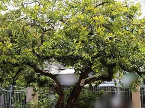 Không phải mê tín, đây là 3 loại cây càng trồng càng may mắn, đẹp sang hơn cả hoa, được nhà giàu thích mê