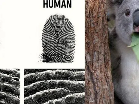 Những sự thật kỳ lạ trên thế giới mà ai cũng nghĩ là "fake", nhưng hóa ra thật 100%