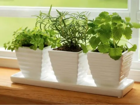 5 loại cây gia vị trong vườn vừa đuổi muỗi hiệu quả, vừa là thuốc quý: Rất dễ trồng