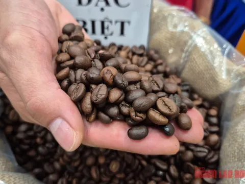 Giá cà phê hôm nay 16-11: Tuần buồn của giá cà phê