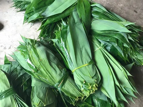 Loại lá Việt Nam từng “cho không ai lấy”, nay được Trung Quốc bao tiêu, giúp dân "hái" tiền tỷ