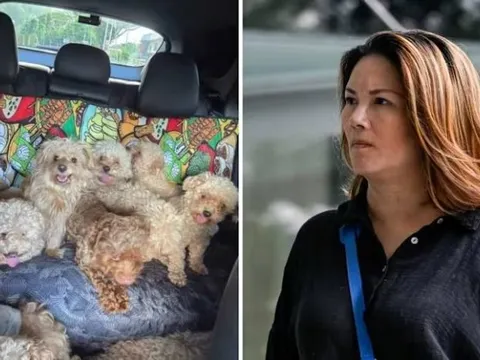 Nuôi tới 79 con chó trong nhà, người phụ nữ bị phạt hơn 400 triệu đồng