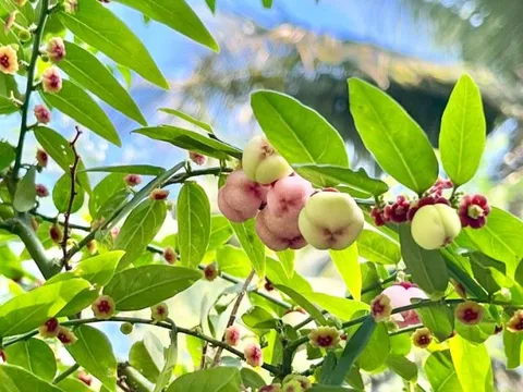 Loại rau nhiều sắt gấp 6 lần thịt bò, giúp bồi bổ sức khỏe: Mọc đầy góc vườn, còn được dùng làm thuốc