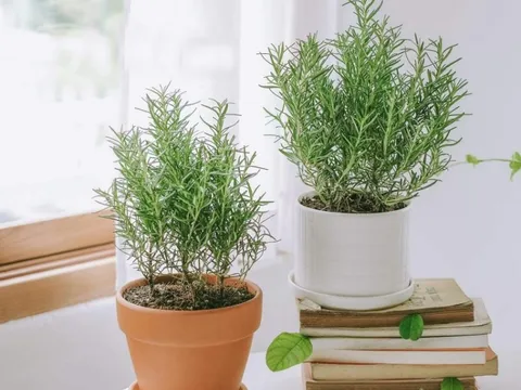 3 loại cây vừa đuổi rắn, vừa trấn trạch, mang lại phong thủy tốt không ngờ cho gia chủ